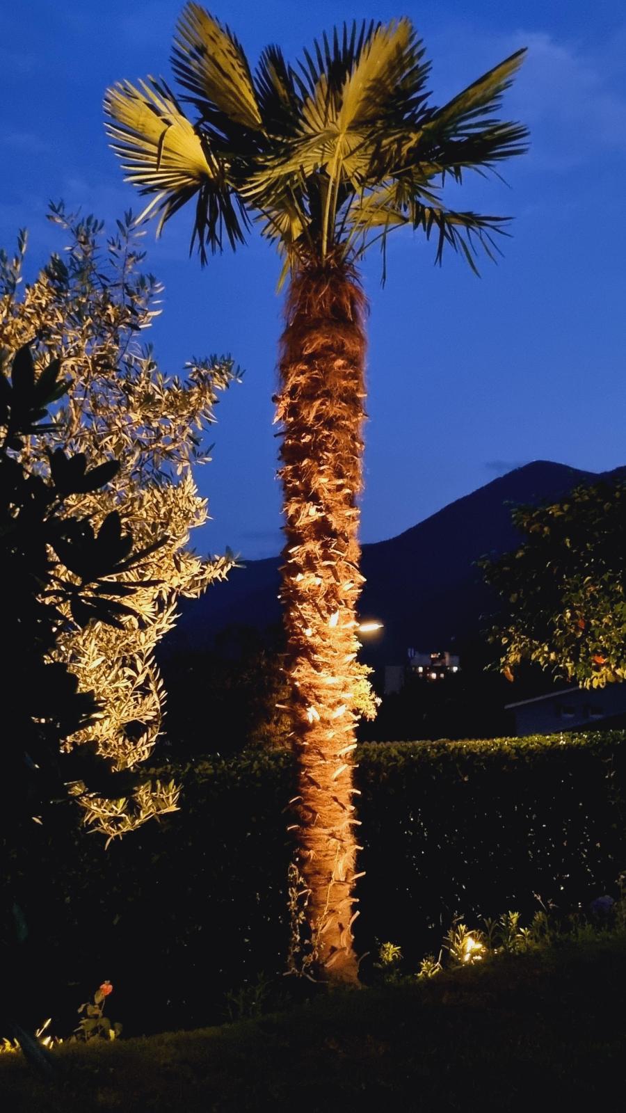 Die Palmen, die ein südliches Flair ausstrahlen und bei Bedarf beleuchtet werden können, machen jeden lauen Sommerabend im Casa Ramerino in Brissago zu einem Highlight