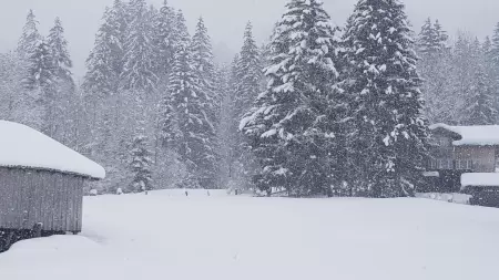 Das Skigebiet Metsch ist auch ein Teil von Adelboden-Lenk und ist bekannt für seine malerischen Tannen und die Pulverschneebedingungen. Das Bild zeigt eine tief verschneite Tann an der Metsch.