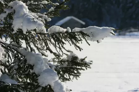Dicht an dicht stehen verschneiten Tannen am Waldrand des Lenkerseeli, während die Sonne Lichtstrahlen durch die Wolken schickt und die Tannenäste zum funkeln bringen. Bild Zeigt Tannen die glizern