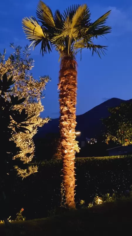 Die Palmen, die ein südliches Flair ausstrahlen und bei Bedarf beleuchtet werden können, machen jeden lauen Sommerabend im Casa Ramerino in Brissago zu einem Highlight