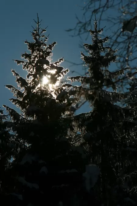 Verschneite Tannen, ein wunderschöner Anblick, den man an der Lenk zwischen den Bergen, der Simme und dem Lenkerseeli bewundern kann. Das Bild zeigt verschneite Tannen welche an der Lenk aufgenommen wurden.