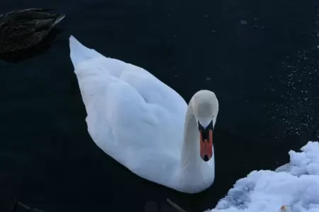 Das Lenkerseeli an der Lenk sieht im tiefen Winter wie ein Wintermärchen aus. Das Bild Zeigt einen Schwan auf dem Lenkerseeli
