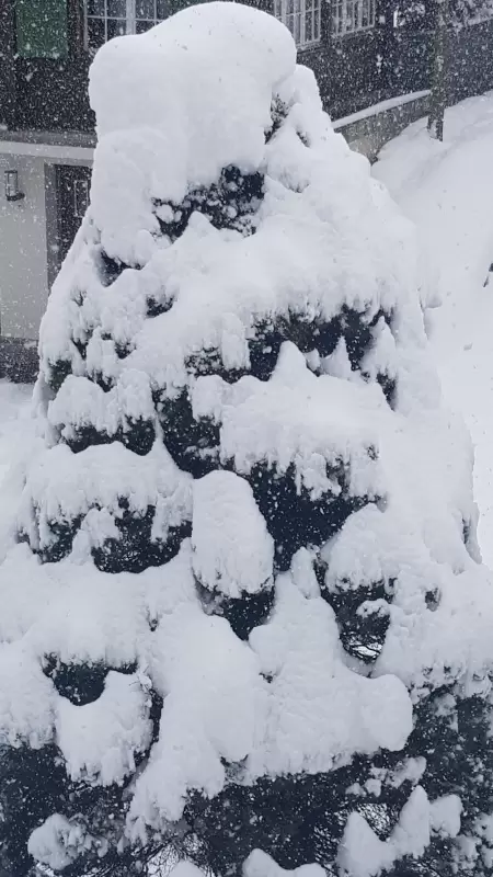 Das klingt wirklich fantastisch! Wenn man direkt vom Wohnzimmer des Chalet Catarina aus die winterliche Landschaft mit den verschneiten Tanne. Das Bild zeigt eine Zwergtanne direkt vor dem Chalet Catarina.