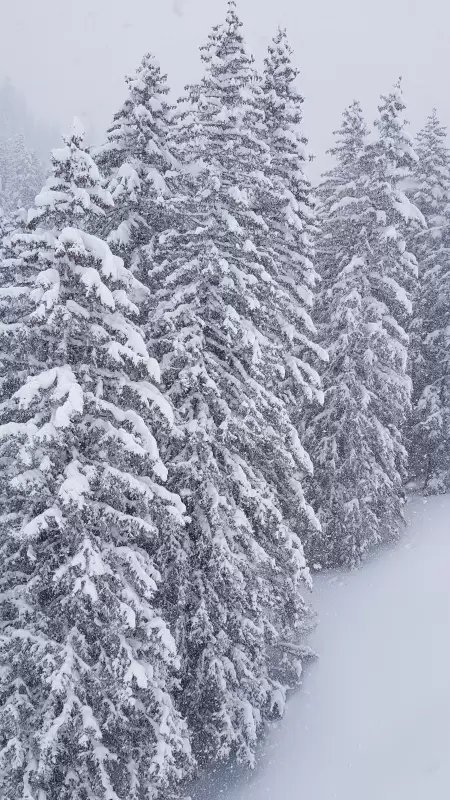 Das Skigebiet Metsch ist auch ein Teil davon und ist bekannt für seine malerischen Tannen und die Pulverschneebedingungen. Das Bild zeigt tiefverschneite Tannen bei Metsch an der Lenk